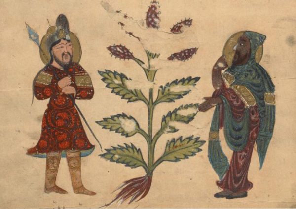 Миниатюра мастера Абдаллы ибн-Фадль из раcсуждения Диоскорида о ботанике и медицине (1222 г.).